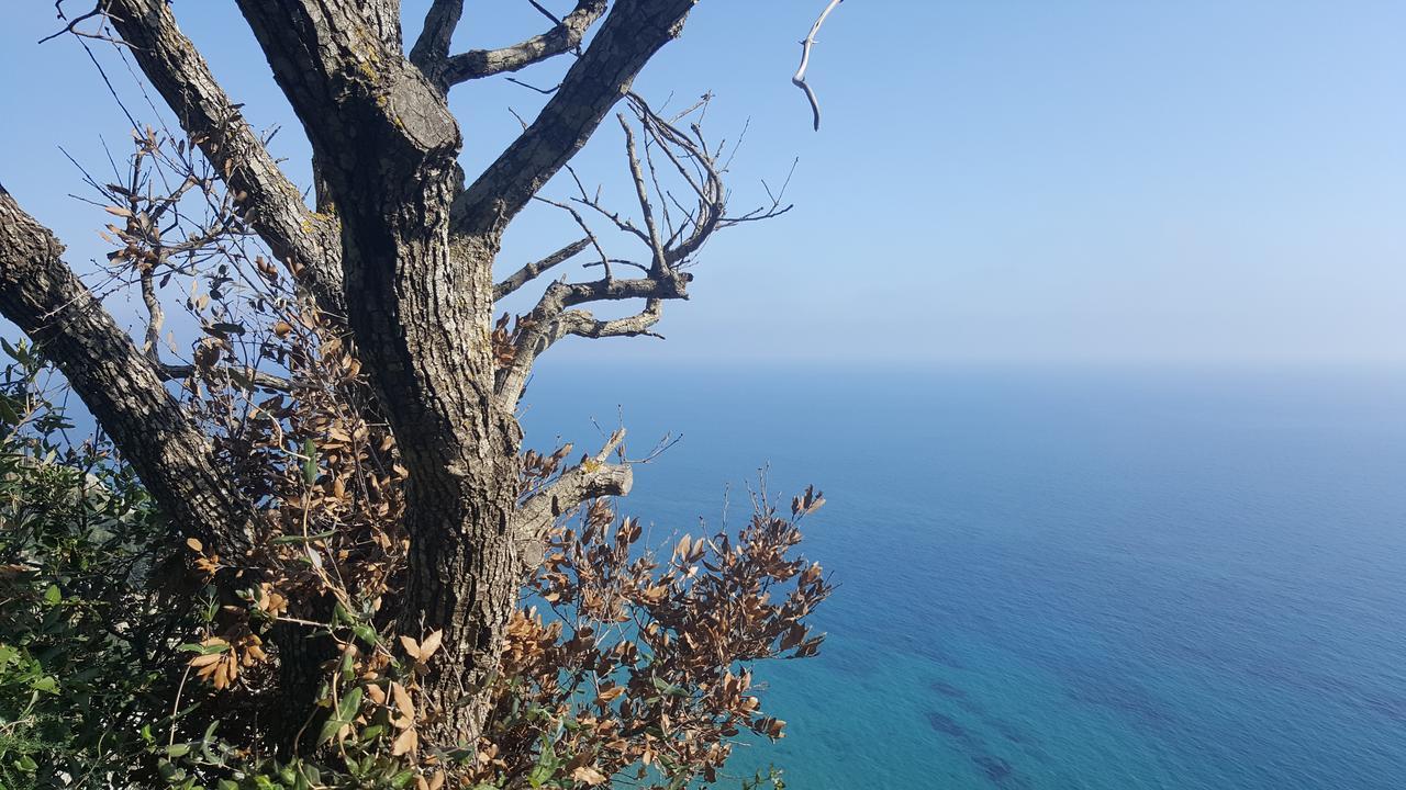 Apollo Otel Kávos Dış mekan fotoğraf